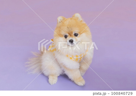 studio pet photography_sitting pomeranian dog studio pet photography_sitting pomeranian dog 100840729