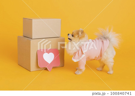 studio pet photography_delivery box and pomeranian dog 100840741