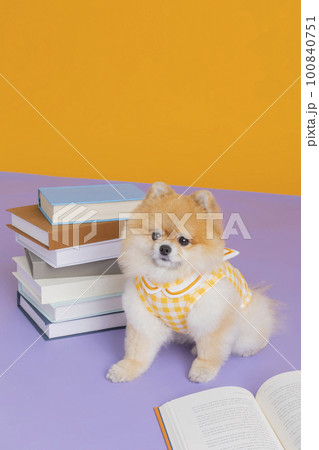 studio pet photography_books and pomeranian dog 100840751