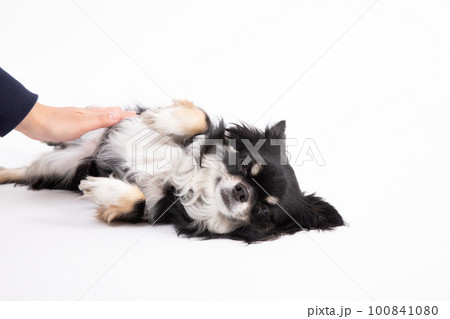 お腹を撫でてもらって喜んでいるチワワ 100841080
