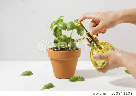 watering the fresh basil pot watering the fresh basil pot 100841102