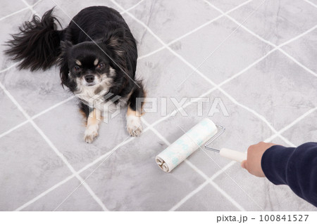 カーペットを掃除している横でふせている黒いチワワ 100841527