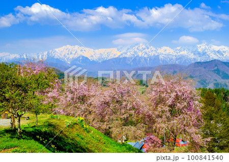 桜山から北アルプスの展望 100841540