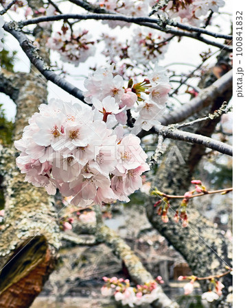 【千葉県館山市】安房神社の桜 【千葉県館山市】安房神社の桜 100841832
