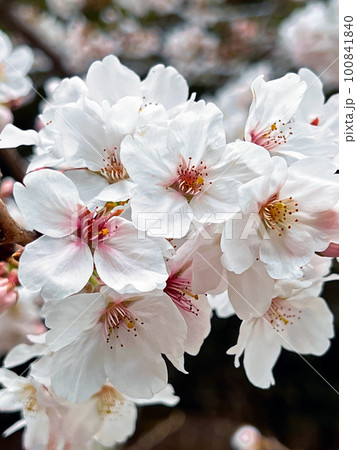 【千葉県館山市】安房神社の桜 【千葉県館山市】安房神社の桜 100841840