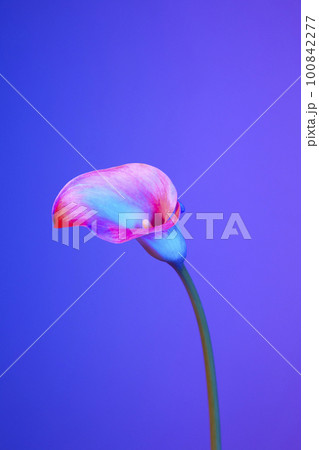 colorful flower background_calla colorful flower background_calla 100842277