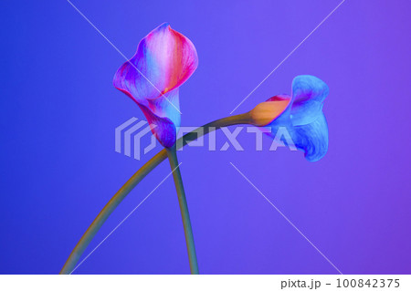 colorful flower background_calla colorful flower background_calla 100842375