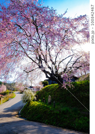 番所の桜(縦) 番所の桜(縦) 100842467
