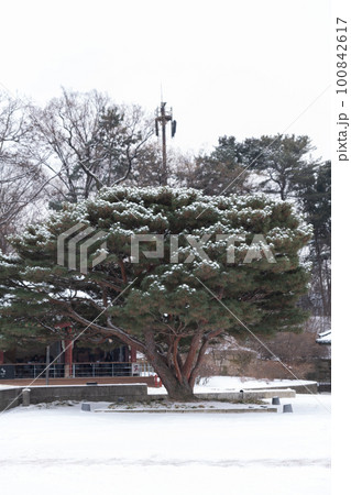 snowing winter scenery of Changdeokgung palace, Korea 100842617