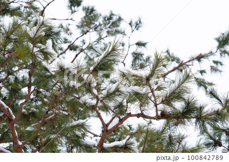 snow covered pine tree 100842789