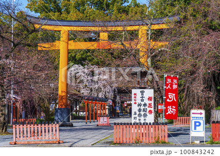京都　春の平野神社　満開の魁桜 100843242