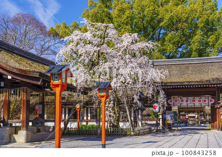 京都 春の平野神社 満開の魁桜 京都 春の平野神社 満開の魁桜 100843258
