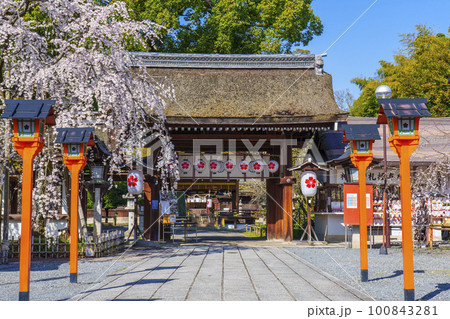 京都 春の平野神社 満開の魁桜 京都 春の平野神社 満開の魁桜 100843281