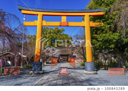 京都 春の平野神社 満開の魁桜 京都 春の平野神社 満開の魁桜 100843289