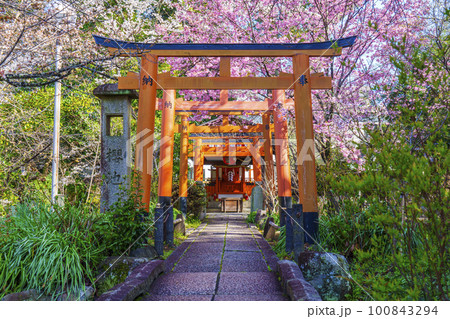 平野神社の出世導引稲荷社と満開の桜 平野神社の出世導引稲荷社と満開の桜 100843294