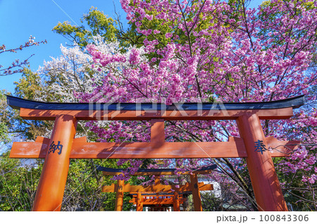 平野神社の出世導引稲荷社と満開の桜 100843306