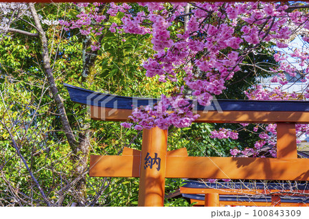 平野神社の出世導引稲荷社と満開の桜 100843309