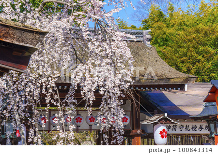 京都 春の平野神社 満開の魁桜 京都 春の平野神社 満開の魁桜 100843314