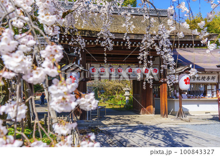 京都　春の平野神社　満開の魁桜 100843327