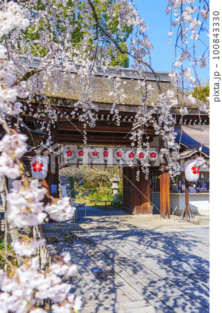 京都　春の平野神社　満開の魁桜 100843330