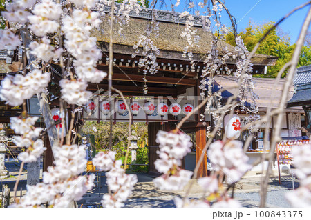 京都 春の平野神社 満開の魁桜 京都 春の平野神社 満開の魁桜 100843375