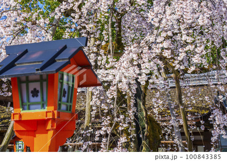 京都 春の平野神社 満開の魁桜 京都 春の平野神社 満開の魁桜 100843385