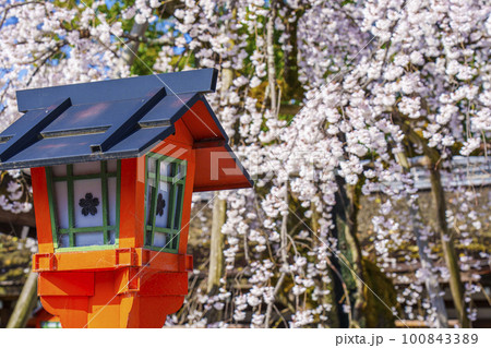 京都　春の平野神社　満開の魁桜 100843389