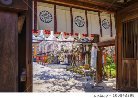 京都 春の平野神社 満開の魁桜 京都 春の平野神社 満開の魁桜 100843399
