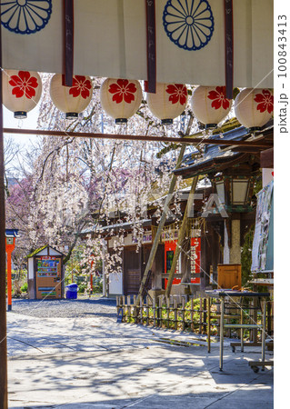 京都 春の平野神社 満開の魁桜 京都 春の平野神社 満開の魁桜 100843413