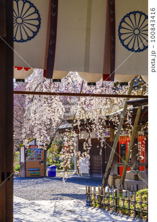 京都 春の平野神社 満開の魁桜 京都 春の平野神社 満開の魁桜 100843416