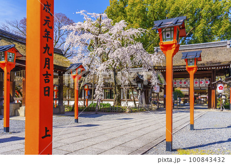 京都 春の平野神社 満開の魁桜 京都 春の平野神社 満開の魁桜 100843432
