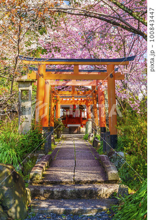 平野神社の出世導引稲荷社と満開の桜 平野神社の出世導引稲荷社と満開の桜 100843447