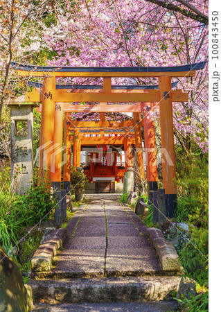 平野神社の出世導引稲荷社と満開の桜 100843450
