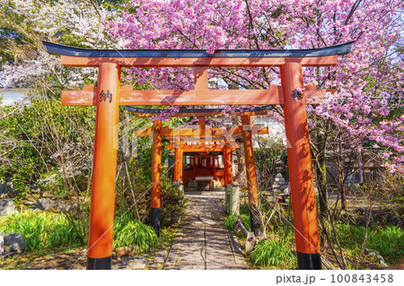 平野神社の出世導引稲荷社と満開の桜 平野神社の出世導引稲荷社と満開の桜 100843458