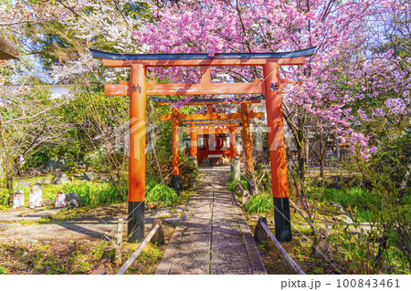 平野神社の出世導引稲荷社と満開の桜 100843461