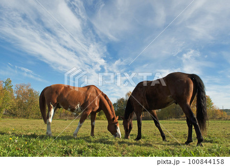 horses on sky background 100844158