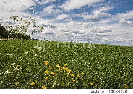 Green Grass and Blue Sky Green Grass and Blue Sky 100844209