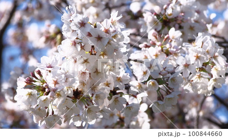 満開の桜 満開の桜 100844660