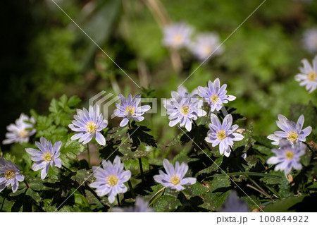 早春のユキワリイチゲ 早春のユキワリイチゲ 100844922