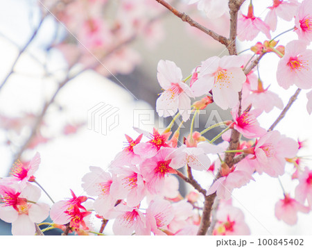 春の陽光に輝く桜の花びら 春の陽光に輝く桜の花びら 100845402