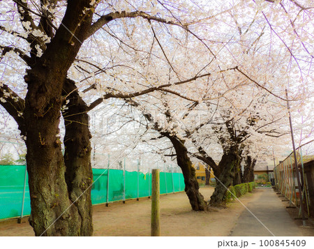 テニスコート横の桜並木が続く道 テニスコート横の桜並木が続く道 100845409