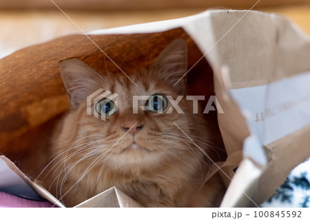 紙袋に入った猫 茶トラ猫 紙袋に入った猫 茶トラ猫 100845592