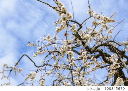 春うらら仙台の梅の共演 100845670