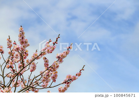 春うらら仙台の梅の共演 100845671