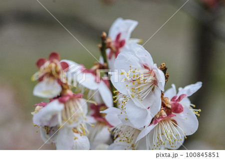 春うらら仙台の梅の共演 100845851