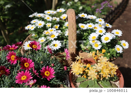 春のカラフルな花の寄せ鉢 100846011