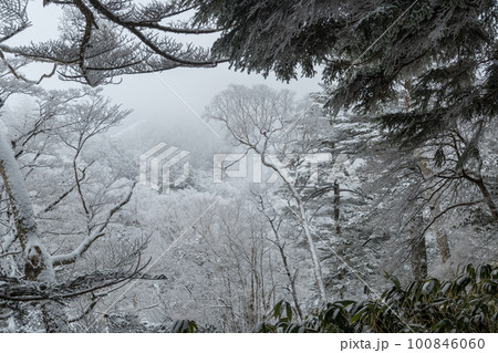 雪景色の森 100846060
