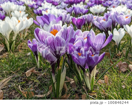 Blooming spring crocuses Blooming spring crocuses 100846244