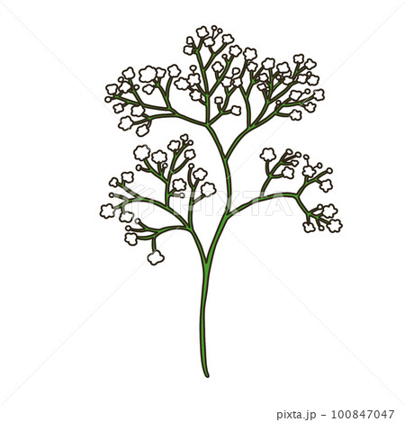 カスミソウ カスミソウ 100847047