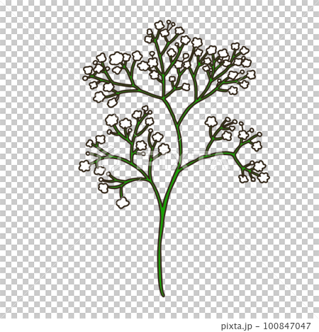 カスミソウ カスミソウ 100847047